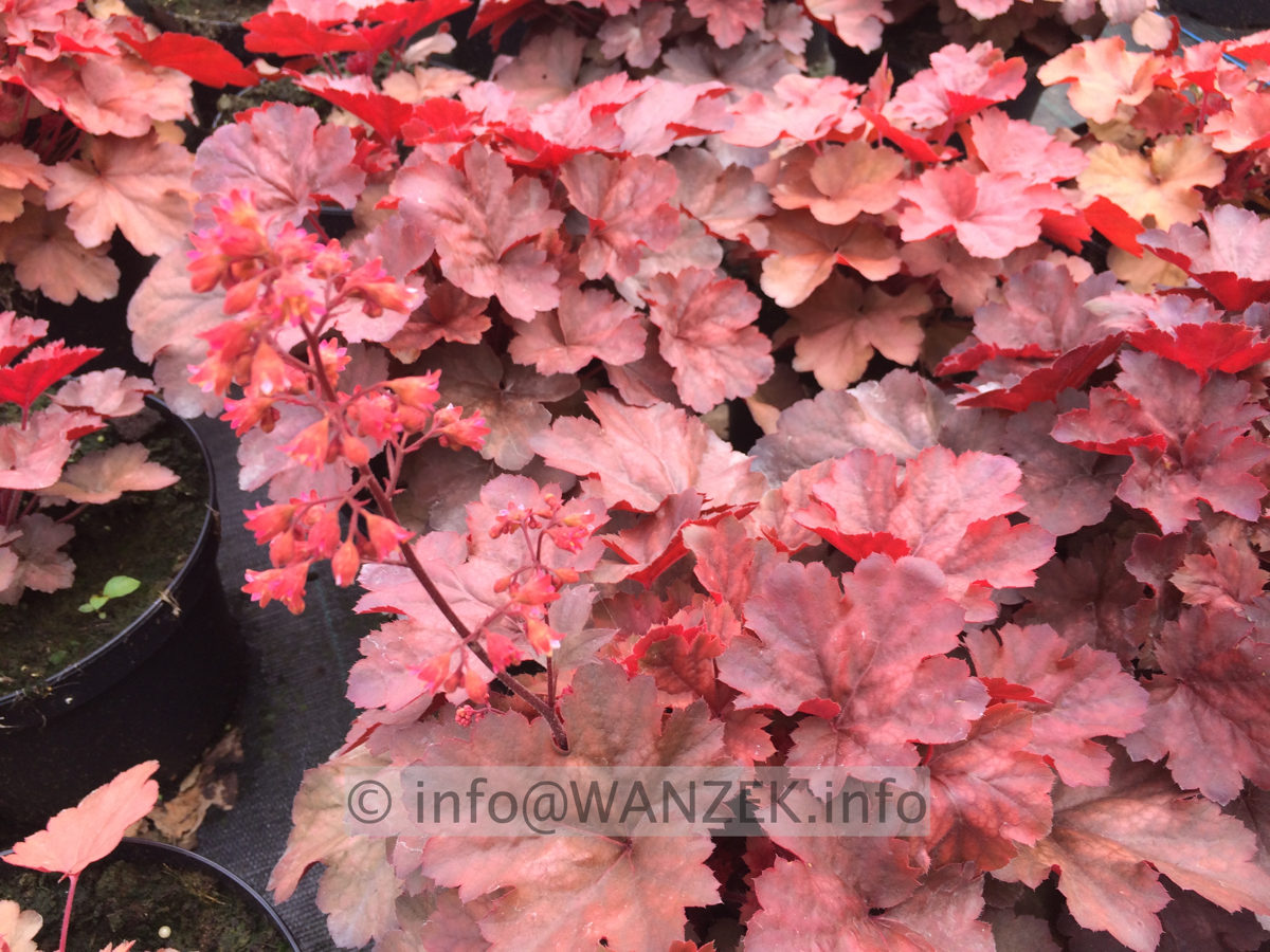 Heuchera Hybride Cherry Cola 03.JPG
